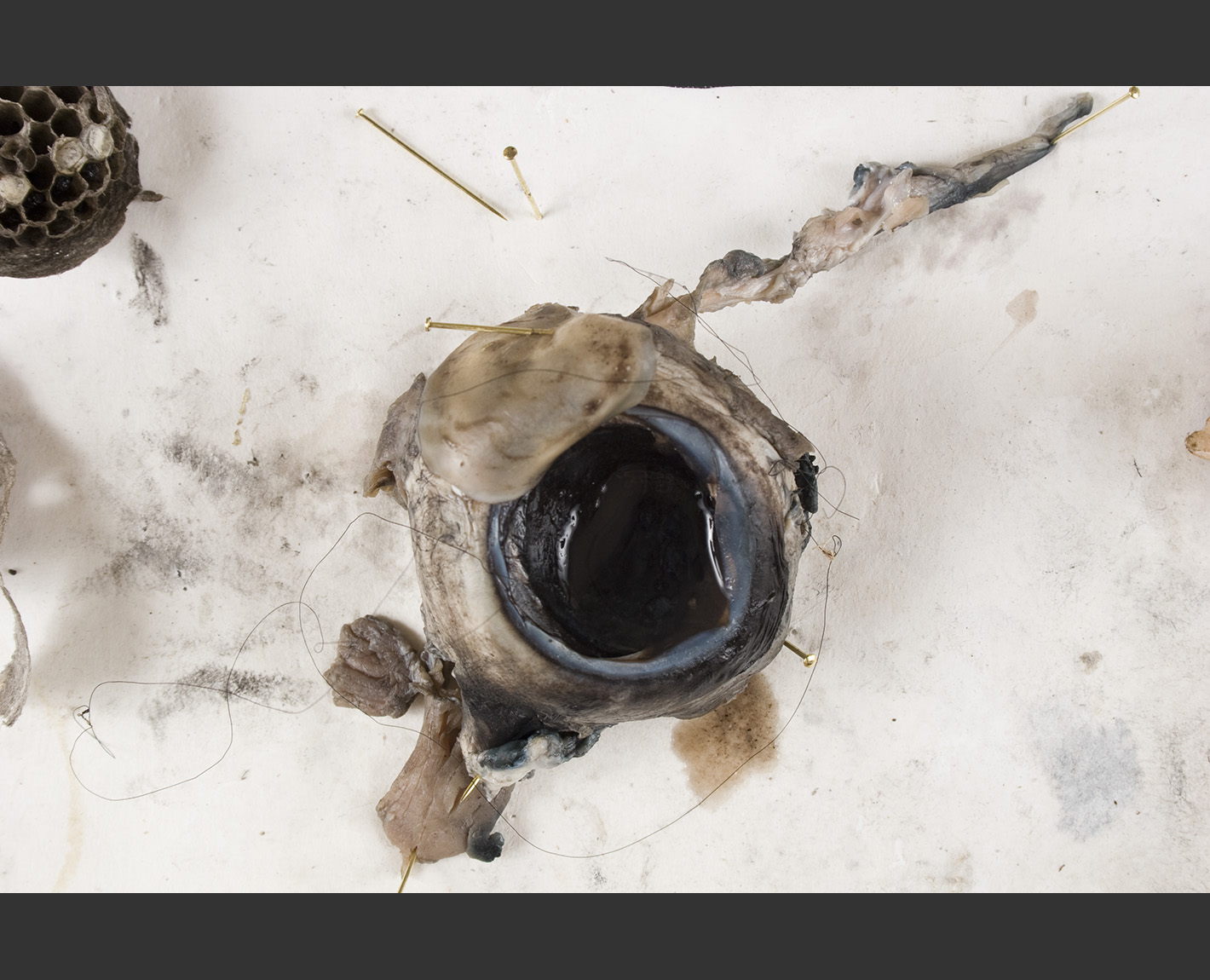 Dioptrics, Paul Lowry